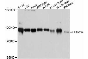 Western blot analysis of extracts of various cell lines, using SEC23A antibody (ABIN6293779) at 1:3000 dilution. (SEC23A Antikörper)
