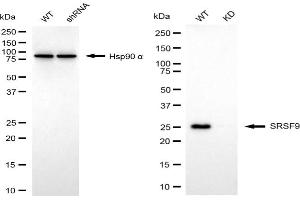 Western blotting analysis using SRSF9 antibody (ABIN7800309). (SFRS9 Antikörper)