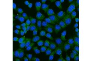 IF analysis of RAGE/AGER using anti-RAGE/AGER antibody (ABIN7601722).