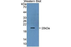 Western Blotting (WB) image for anti-Interleukin 17B (IL17B) (AA 21-180) antibody (ABIN1859355) (IL17B Antikörper  (AA 21-180))