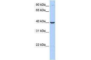 Western Blotting (WB) image for anti-Arginase, Type II (ARG2) antibody (ABIN2459775) (ARG2 Antikörper)