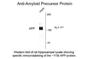 Western Blot of Anti-Beta Amyloid (Rabbit) Antibody - 612-401-253 Western Blot of Rabbit Anti-Beta Amyloid antibody. (beta Amyloid Antikörper  (C-Term))