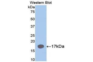 Western Blotting (WB) image for anti-Interleukin 1 Receptor Antagonist (IL1RN) (AA 27-178) antibody (ABIN3209018) (IL1RN Antikörper  (AA 27-178))