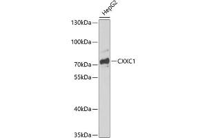 Western blot analysis of extracts of HepG2 cells, using CXXC1 antibody (ABIN6130101, ABIN6139291, ABIN6139294 and ABIN6217417) at 1:1000 dilution. (CXXC1 Antikörper  (AA 1-210))