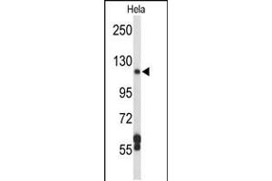 Western blot analysis of DPP8 Antibody in Hela cell line lysates (35ug/lane) (DPP8 Antikörper  (N-Term))