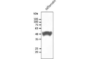 Western Blotting (WB) image for anti-tdTomato Fluorescent Protein (tdTomato) antibody (ABIN7273105) (tdTomato Antikörper)