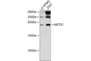 Western blot analysis of extracts of various cell lines, using MCTS1 antibody (ABIN6132341, ABIN6143657, ABIN6143658 and ABIN6224877) at 1:3000 dilution. (MCTS1 Antikörper  (AA 1-181))