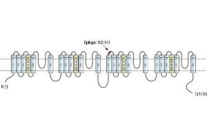 Representative domain view of the target of ABIN7885420.