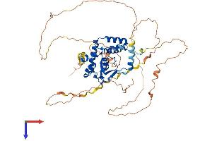 NFIA Protein (AA 1-532) (His tag)