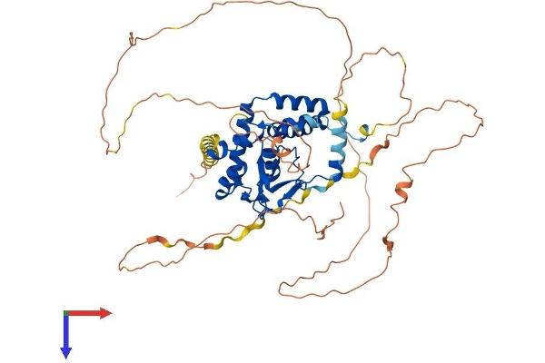 NFIA Protein (AA 1-532) (His tag)