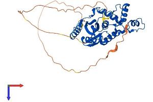 VASH1 Protein (AA 1-365) (His tag)