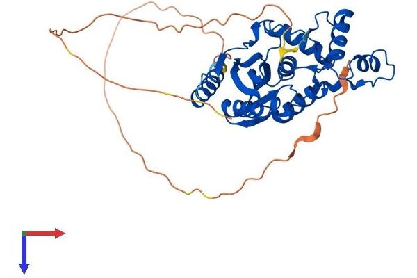 VASH1 Protein (AA 1-365) (His tag)