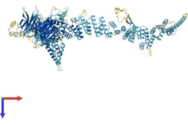 NUP160 Protein (AA 1-1402) (His tag)