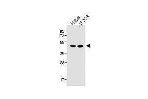All lanes : Anti-METTL4 Antibody (C-term) at 1:1000 dilution Lane 1: Human liver lysate Lane 2: U-2OS whole cell lysate Lysates/proteins at 20 μg per lane. (METTL4 Antikörper  (C-Term))