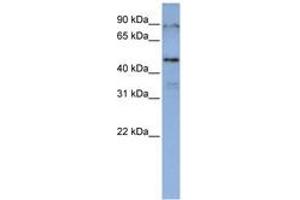 Image no. 1 for anti-DAZ Associated Protein 1 (DAZAP1) (AA 180-229) antibody (ABIN6743024) (DAZAP1 Antikörper  (AA 180-229))