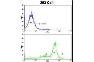 Flow cytometric analysis of 293 cells using ATP5O Antibody (N-term)(bottom histogram) compared to a negative control cell (top histogram).