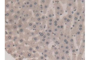 Detection of F2 in Rat Liver Tissue using Monoclonal Antibody to Coagulation Factor II (F2) (Prothrombin Antikörper  (AA 44-200))