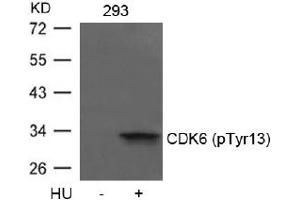 Image no. 1 for anti-Cyclin-Dependent Kinase 6 (CDK6) (pTyr13) antibody (ABIN401596) (CDK6 Antikörper  (pTyr13))