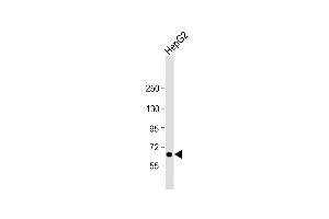 Anti-LSR Antibody (N-Term) at 1:2000 dilution + HepG2 whole cell lysate Lysates/proteins at 20 μg per lane. (LSR Antikörper  (AA 10-43))