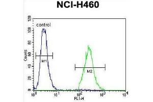 CCDC54 Antibody (Center) flow cytometric analysis of NCI-H460 cells (right histogram) compared to a negative control cell (left histogram). (CCDC54 Antikörper  (Middle Region))