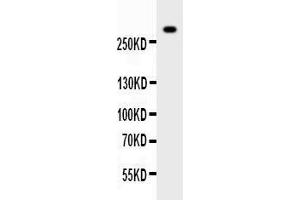 Anti-VWF Picoband antibody,  All lanes: Anti-VWF at 0. (VWF Antikörper  (AA 2535-2813))