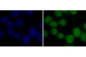 Immunofluorescence analysis of 293T cells using TriMethyl-Histone H3-K36 Polyclonal Antibody (Histone 3 Antikörper  (3meLys36))