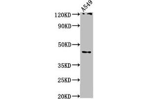 Western Blot Positive WB detected in: A549 whole cell lysate All lanes: AIFM2 antibody at 1:1000 Secondary Goat polyclonal to rabbit IgG at 1/50000 dilution Predicted band size: 41, 37 kDa Observed band size: 41 kDa (AIFM2 Antikörper  (AA 110-373))