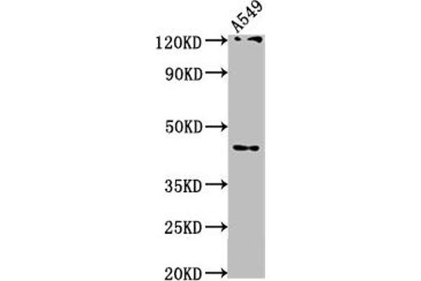 AIFM2 Antikörper  (AA 110-373)