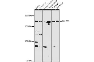 Western blot analysis of extracts of various cell lines, using PHLPP1 antibody (ABIN6128434, ABIN6145573, ABIN6145574 and ABIN6225035) at 1:1000 dilution. (PHLPP1 Antikörper  (AA 1508-1717))
