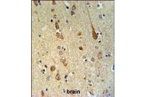 FAAH2 Antibody IHC analysis in formalin fixed and paraffin embedded human brain tissue followed by peroxidase conjugation of the secondary antibody and DAB staining. (FAAH2 Antikörper  (C-Term))