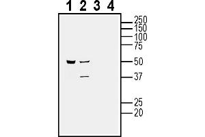 Western blot analysis of human HMC3 microglia cell line lysate (lanes 1 and 3) and human  MG glioma cell line lysate (lanes 2 and 4):1-2. (CALHM2 Antikörper  (Extracellular))