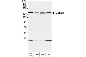 Western Blotting (WB) image for anti-Ubiquitin-Conjugating Enzyme E2O (UBE2O) (AA 725-775) antibody (ABIN7452135) (UBE2O Antikörper  (AA 725-775))