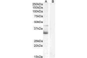 ABIN184715 (1µg/ml) staining of Jurkat (A) and negative control U937 (B) cell lysate (35µg protein in RIPA buffer). (WNT4 Antikörper  (Internal Region))