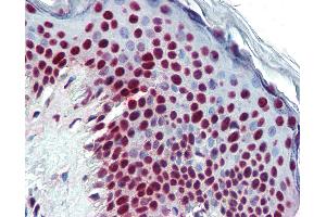 Anti-THOC4 antibody IHC of human skin. (THO Complex 4 Antikörper)