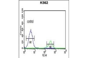 KIR3DS1 Antibody (C-term) (ABIN652617 and ABIN2842412) flow cytometric analysis of K562 cells (right histogram) compared to a negative control cell (left histogram). (KIR3DS1 Antikörper  (C-Term))