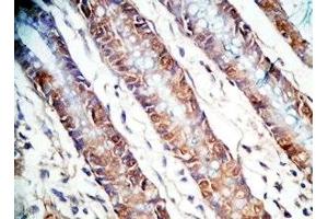Human colon tissue was stained by Rabbit AntiPYY (3-36)-Gly (Human) Antiserum (Peptide YY (PYY) -Gly (AA 3-36) Antikörper)