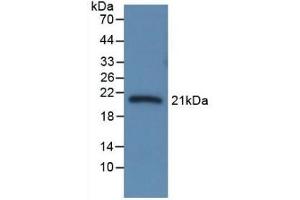 Western Blotting (WB) image for anti-serpin Peptidase Inhibitor, Clade A (Alpha-1 Antiproteinase, Antitrypsin), Member 6 (SERPINA6) (AA 173-344) antibody (ABIN7428320)