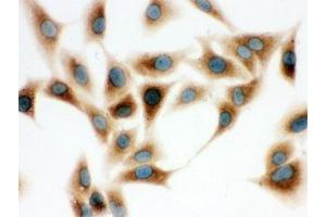 ICC testing of human A549 cells with COMT antibody. (COMT Antikörper  (AA 52-271))