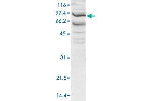 Western blot was performed using nuclear extracts from HeLa cells (HeLa NE, 20 ug) and the SSRP1 polyclonal antibody  at dilution 1 : 1,000 in TBS-Tween + 5% skimmed milk. (SSRP1 Antikörper  (N-Term))