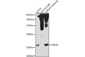 Immunoprecipitation analysis of 300 μg extracts of HeLa cells using 3 μg UBL4A antibody (ABIN6132763, ABIN6149851, ABIN6149852 and ABIN6220548). (UBL4A Antikörper  (AA 1-157))
