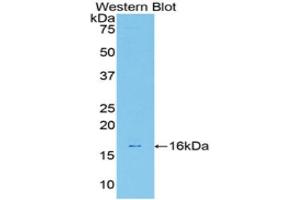 Western Blotting (WB) image for anti-Galectin 7 (LGALS7) (AA 1-128) antibody (ABIN1172746) (LGALS7 Antikörper  (AA 1-128))
