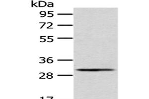 Western Blot analysis of A549 cells using AQP3 Polyclonal Antibody at dilution of 1/200 (AQP3 Antikörper)