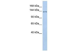 Western Blotting (WB) image for anti-Transmembrane Protein 132B (TMEM132B) antibody (ABIN2459374) (TMEM132B Antikörper)