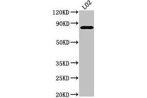 Western Blot Positive WB detected in: LO2 whole cell lysate All lanes: XRCC5 antibody at 3. (XRCC5 Antikörper  (AA 251-455))