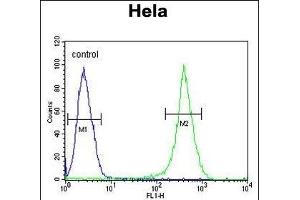 ASPSCR1 Antibody (C-term) (ABIN652768 and ABIN2842505) flow cytometric analysis of Hela cells (right histogram) compared to a negative control cell (left histogram). (ASPSCR1 Antikörper  (C-Term))