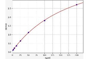 C-Type Lectin Domain Family 4, Member M (CLEC4M) ELISA Kit