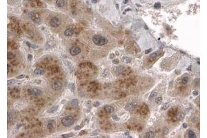 ABIN184946 (2µg/ml) staining of paraffin embedded Human Liver. (CLPP Antikörper  (C-Term))