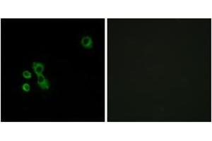 Immunofluorescence (IF) image for anti-Taste Receptor, Type 2, Member 7 (TAS2R7) (AA 47-96) antibody (ABIN1536008)