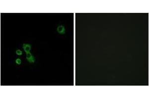 Immunofluorescence analysis of MCF7 cells, using TAS2R7 Antibody. (TAS2R7 Antikörper  (AA 47-96))