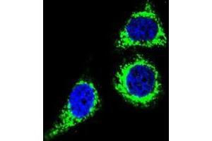 Confocal immunofluorescent analysis of BCL10 Antibody (N-term) (Cat#AP50354PU-N) with Hela cell followed by Alexa Fluor 488-conjugated goat anti-rabbit lgG (green). (BCL10 Antikörper  (N-Term))